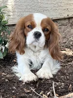 Dax, a male Cavalier King Charles Spaniel for sale in Queen Creek, AZ – 1 of 4