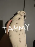 Tammy, a female Dalmatian for sale in Glendale, AZ – 4 of 4