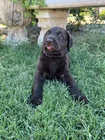 Kiss, a female Labrador Retriever for sale in Queen Creek, AZ – 3 of 7