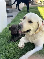Tutsi, a female Labrador Retriever for sale in Queen Creek, AZ – 2 of 7