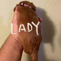 Lady, a female Cavalier King Charles Spaniel for sale in Glendale, AZ – Photo 2 of 3