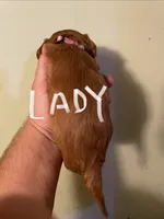 Lady, a female Cavalier King Charles Spaniel for sale in Glendale, AZ – Photo 2 of 3