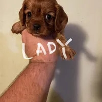 Lady, a female Cavalier King Charles Spaniel for sale in Glendale, AZ – Photo 1 of 3