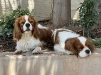 Dax, a male Cavalier King Charles Spaniel for sale in Queen Creek, AZ – 3 of 4