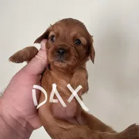 Dax, a male Cavalier King Charles Spaniel for sale in Glendale, AZ – Photo 3 of 3