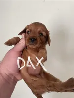 Dax, a male Cavalier King Charles Spaniel for sale in Glendale, AZ – Photo 3 of 3