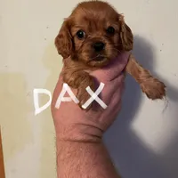 Dax, a male Cavalier King Charles Spaniel for sale in Glendale, AZ – Photo 1 of 3