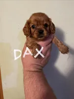 Dax, a male Cavalier King Charles Spaniel for sale in Glendale, AZ – Photo 1 of 3