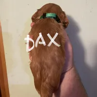 Dax, a male Cavalier King Charles Spaniel for sale in Glendale, AZ – Photo 2 of 3