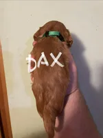 Dax, a male Cavalier King Charles Spaniel for sale in Glendale, AZ – Photo 2 of 3