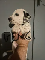 Bengi , a male Dalmatian for sale in Glendale, AZ – 4 of 5