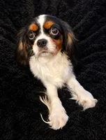 Theodore (Teddy), a male Cavalier King Charles Spaniel for sale in Queen Creek, AZ – 2 of 7