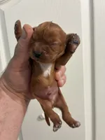 Rocket, a male Cavalier King Charles Spaniel for sale in Queen Creek, AZ – 3 of 6
