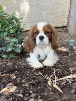 Dax, a male Cavalier King Charles Spaniel for sale in Queen Creek, AZ – 2 of 4