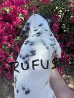 Rufus, a male Dalmatian for sale in Glendale, AZ – 2 of 4