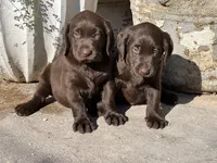 Tutsi, a female Labrador Retriever for sale in Queen Creek, AZ – 5 of 7