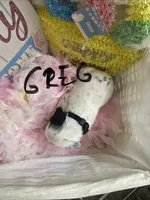 Greg, a male Dalmatian for sale in Glendale, AZ – Photo 2 of 2