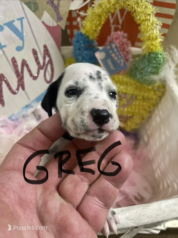Greg – Dalmatian puppy for sale in Glendale, AZ