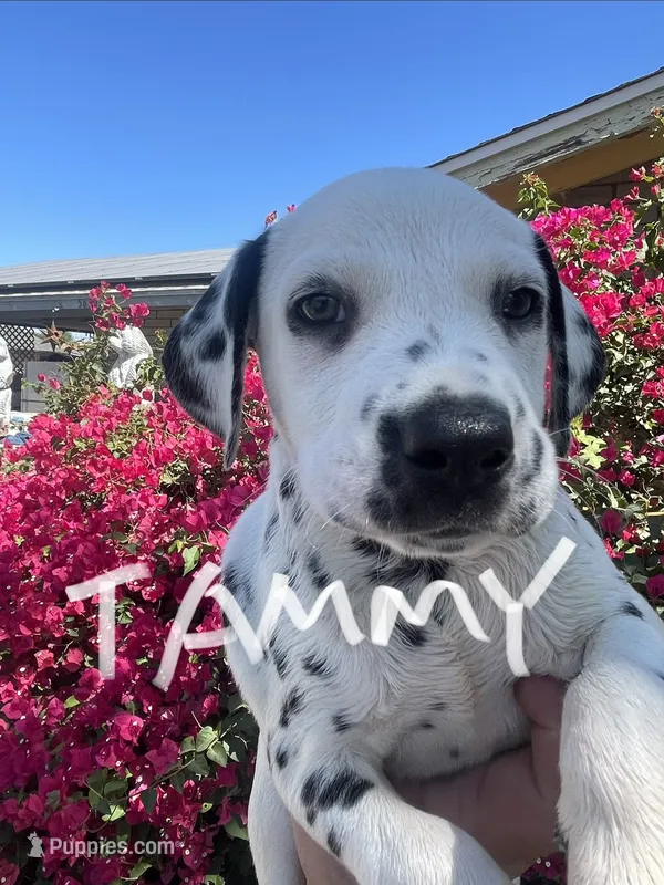 Tammy – Dalmatian puppy for sale in Glendale, AZ