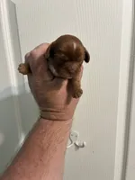 Blaze, a male Cavalier King Charles Spaniel for sale in Queen Creek, AZ – 3 of 7