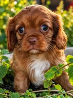 Blaze, a male Cavalier King Charles Spaniel for sale in Queen Creek, AZ – 1 of 7