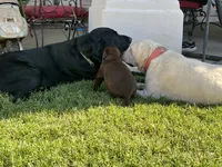 Tutsi, a female Labrador Retriever for sale in Queen Creek, AZ – 6 of 7