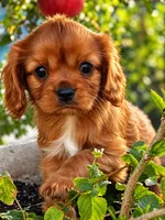 Rocket, a male Cavalier King Charles Spaniel for sale in Queen Creek, AZ – 1 of 6