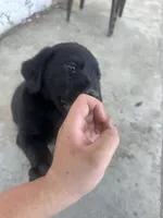 Puppy 2, a female Labrador Retriever for sale in Pomona, CA – 3 of 5