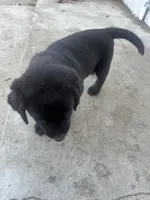 Puppy 2, a female Labrador Retriever for sale in Pomona, CA – 2 of 5