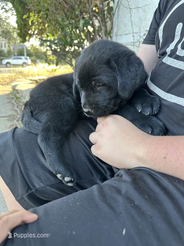 Black Labrador Puppy (female)  – Labrador Retriever puppy for sale in Pomona, CA