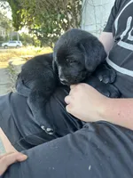 Puppy 2, a female Labrador Retriever for sale in Pomona, CA – 5 of 5