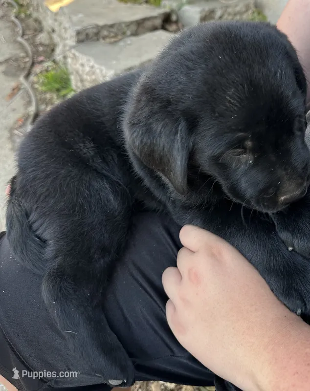 Puppy 2 – Labrador Retriever puppy for sale in Pomona, CA