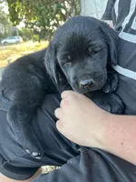 puppy 1, a male Labrador Retriever for sale in Pomona, CA – 3 of 3