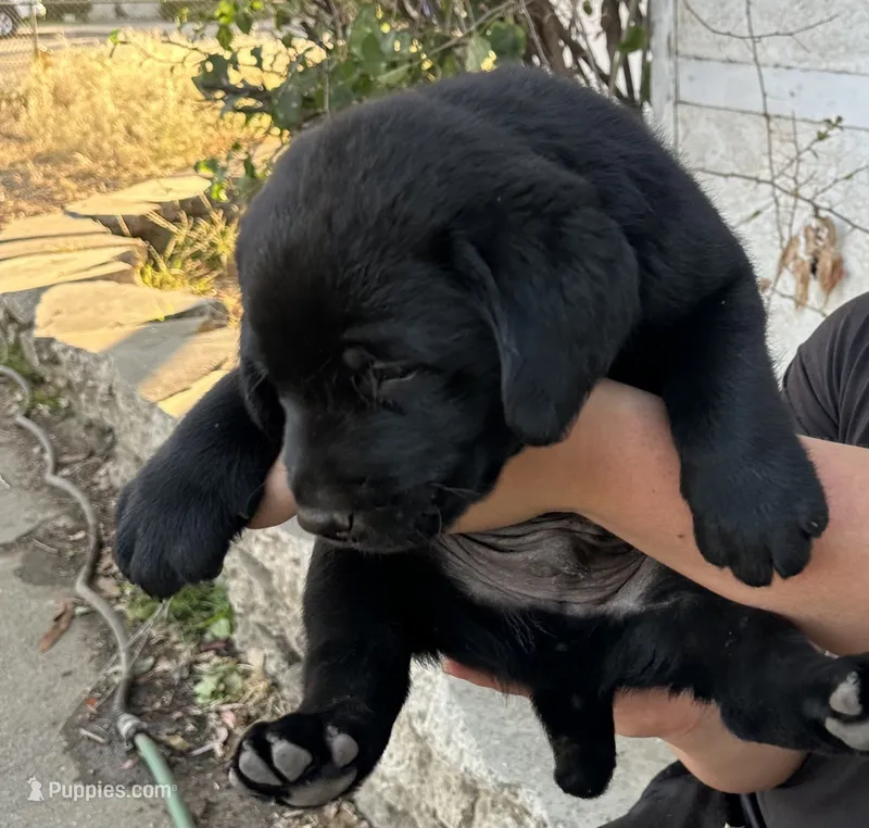 puppy 1 – Labrador Retriever puppy for sale in Pomona, CA
