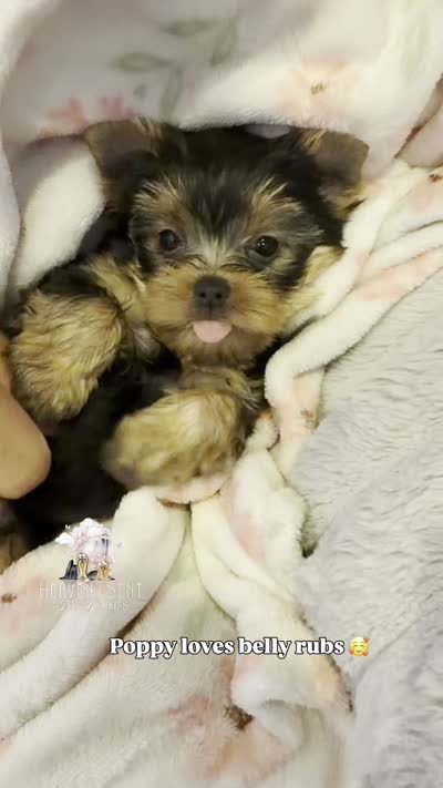 Poppy, a female Yorkshire Terrier for sale in Riverside, CA – 5 of 5