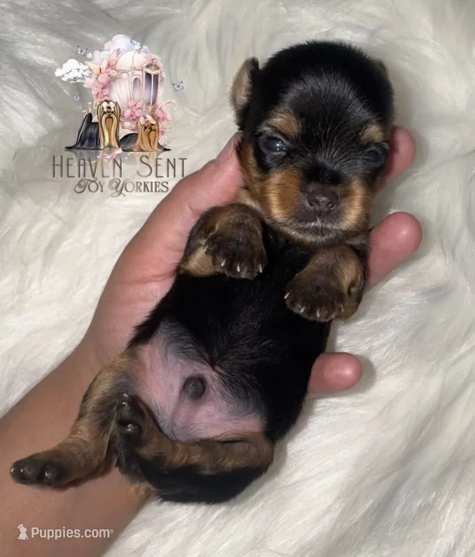 Marvin – Yorkshire Terrier puppy for sale in Riverside, CA
