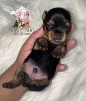 Marvin, a male Yorkshire Terrier for sale in Riverside, CA – 3 of 4