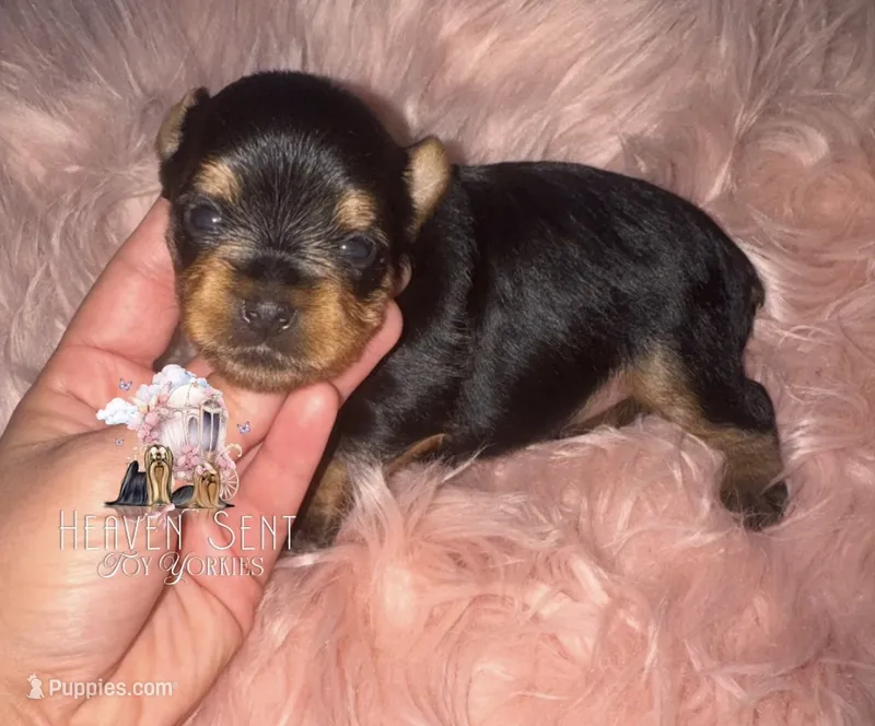 Grace – Yorkshire Terrier puppy for sale in Riverside, CA