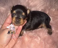 Grace, a female Yorkshire Terrier for sale in Riverside, CA – 3 of 4