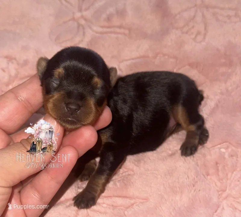 Poppy – Yorkshire Terrier puppy for sale in Riverside, CA