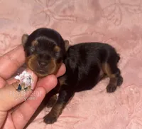 Poppy, a female Yorkshire Terrier for sale in Riverside, CA – 1 of 1