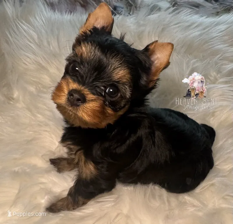 Rocky – Yorkshire Terrier puppy for sale in Riverside, CA
