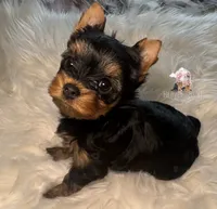 Rocky, a male Yorkshire Terrier for sale in Riverside, CA – 3 of 9