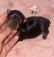 Grace, a female Yorkshire Terrier for sale in Riverside, CA – 1 of 1