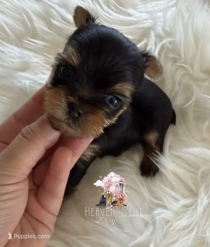 Marvin – Yorkshire Terrier puppy for sale in Riverside, CA