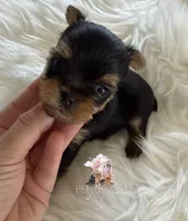 Marvin, a male Yorkshire Terrier for sale in Riverside, CA – 2 of 4