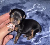 Marvin, a male Yorkshire Terrier for sale in Riverside, CA – 1 of 1