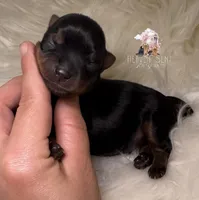 Maverick, a male Yorkshire Terrier for sale in Riverside, CA – Photo 4 of 4