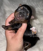 Maverick, a male Yorkshire Terrier for sale in Riverside, CA – Photo 3 of 4