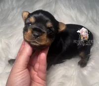 Maverick, a male Yorkshire Terrier for sale in Riverside, CA – Photo 1 of 4